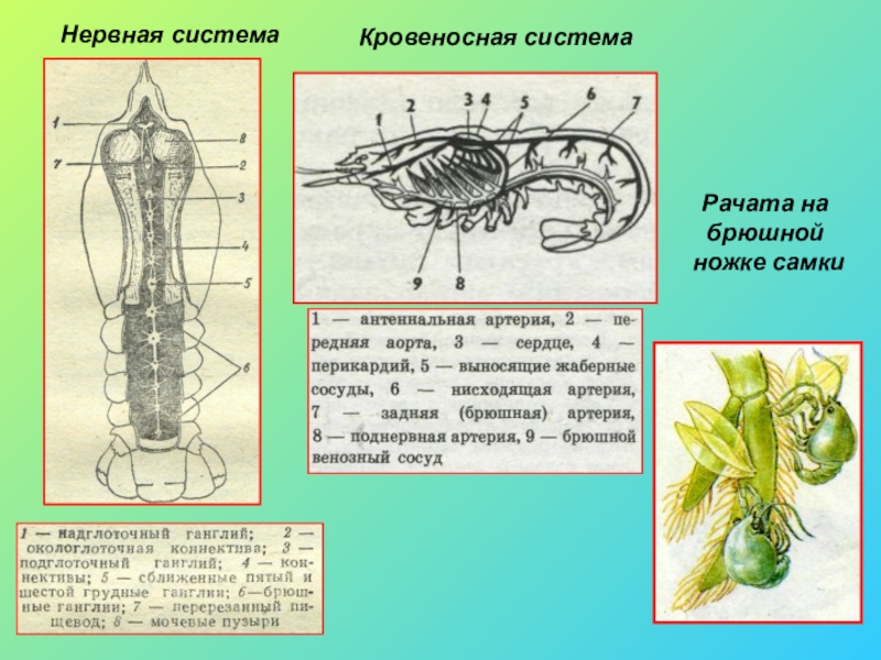 Класс ракообразные 7 класс презентация