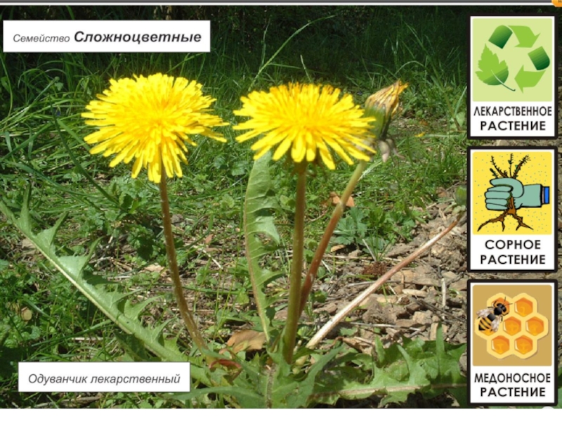 Многолетние двудольные сорняки фото и названия