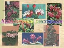 Презентация по биологии Комнатные растения