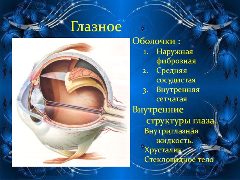 Глазное яблоко оболочки представлен