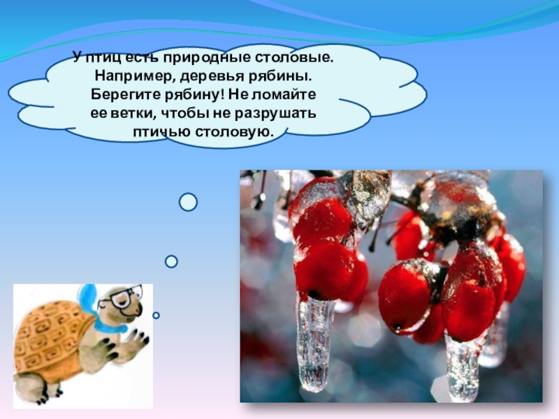 Как помочь птицам презентация 1 класс. Природная столовая птиц. Природные столовые для птиц. Есть птицы и природа столовых например дерева рябина берегите рябину.