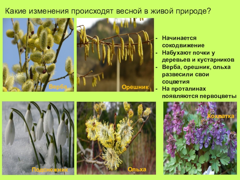 Явление природы весной 2 класс. Изменения растений весной. Весенние изменения в живой природе. Изменения в живой природе весной.