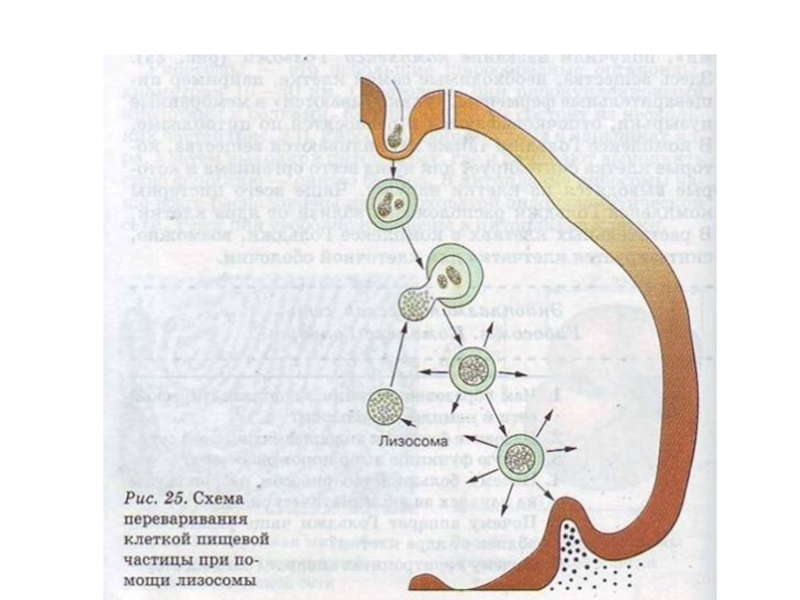 Поглощение клеткой твердых пищевых частиц. Схема переваривания клеткой пищевой частицы при помощи лизосомы. Внутриклеточное переваривание лизосом. Схема переваривания пищевой частицы при участии лизосомы. Процесс переваривания лизосомами.
