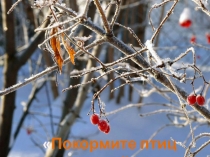 Презентация к уроку окружающий мир на тему Покормите птиц зимой