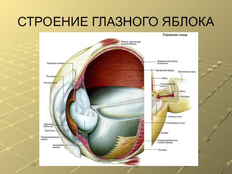 Биология 8 зрительный анализатор