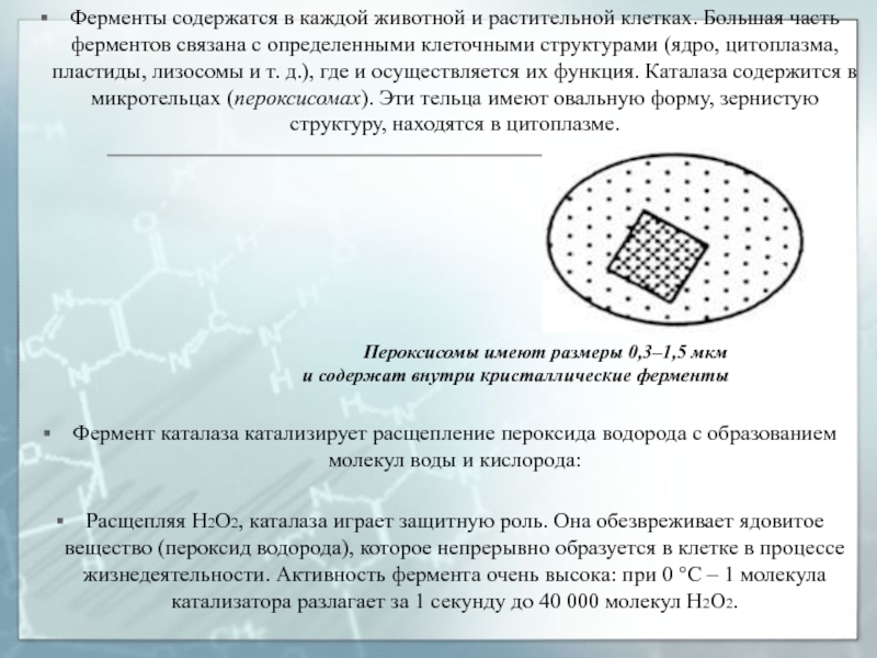 Наличие ферментов в клетках