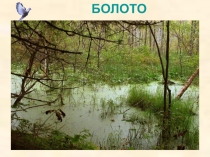 Презентация к уроку по окружающему миру на тему Болото и его обитатели