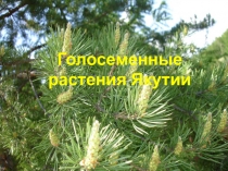 Презентация к уроку Голосеменные растения Якутии