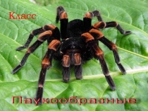 Презентация по биологии на тему Класс Паукообразные (7 класс)