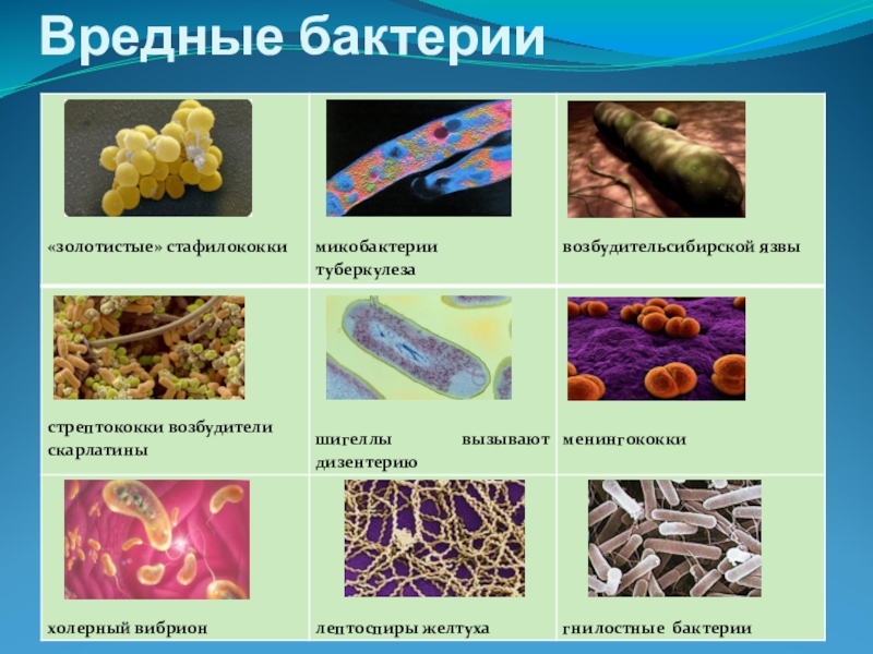 Бактерии человека название. Вредные бактерии для человека названия. Вредные бактерии для человека 5 класс биология. Полезные и вредные микрргрибы. Полезные бактерии для человека названия.