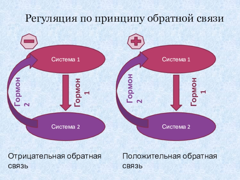 Механизм обратной. Принцип обратной связи гормонов. Регуляция эндокринной системы по принципу обратной связи. Механизм отрицательной обратной связи гормонов. Схема механизма обратной связи гормонов.