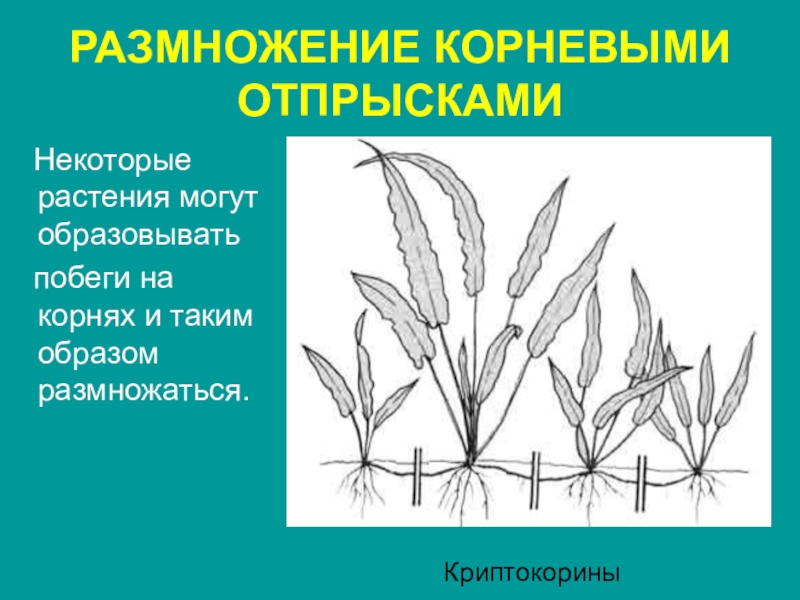 Какие растения размножаются. Размножение растений корневыми отпрысками. Размножение корневыми отпрысками комнатных растений. Размножение кустарников отпрысками:. Растения которые размножаются корневыми отпрысками.