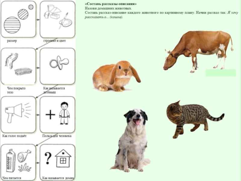 Схема которая показывает животных. Схема описания животных. Схема домашнее животное. Схема описания домашних животных. Схема для составления описания животного.