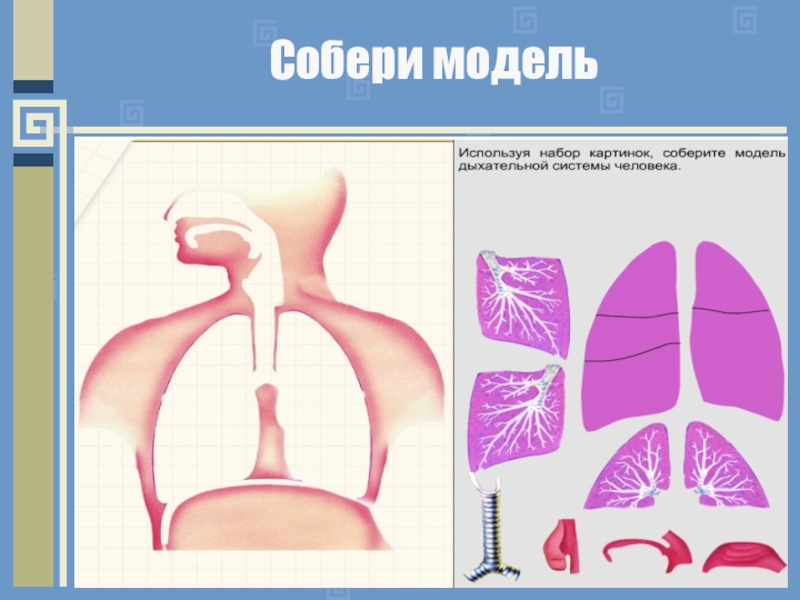 Как мы дышим 3 класс естествознание. Модель дыхательной системы. Макет дыхательной системы человека. Моделирование дыхательной системы человека. Макет органов дыхания человека для детей.