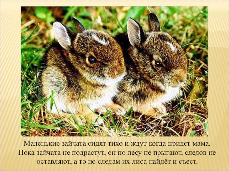 Зайчонок родившийся весной. Зайчата рождаются. Зайчата листопаднички. Зайчата родились. Заяц Листопадничек.