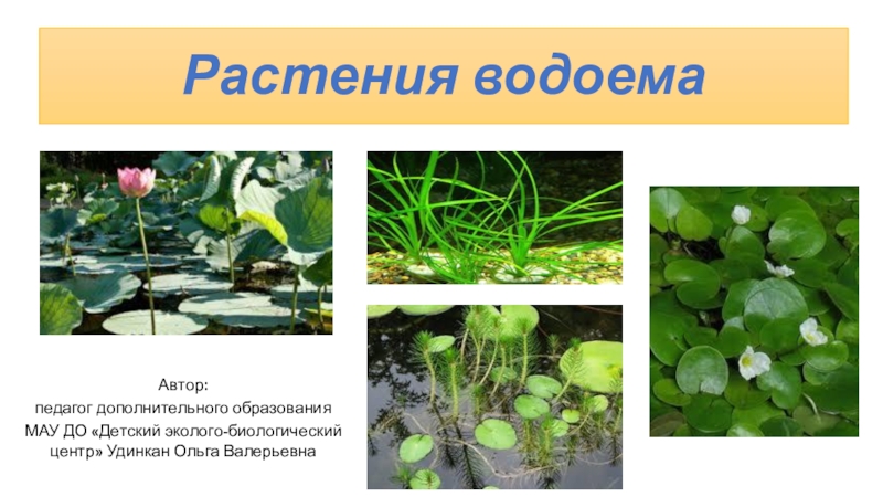 Презентация Растения водоёма