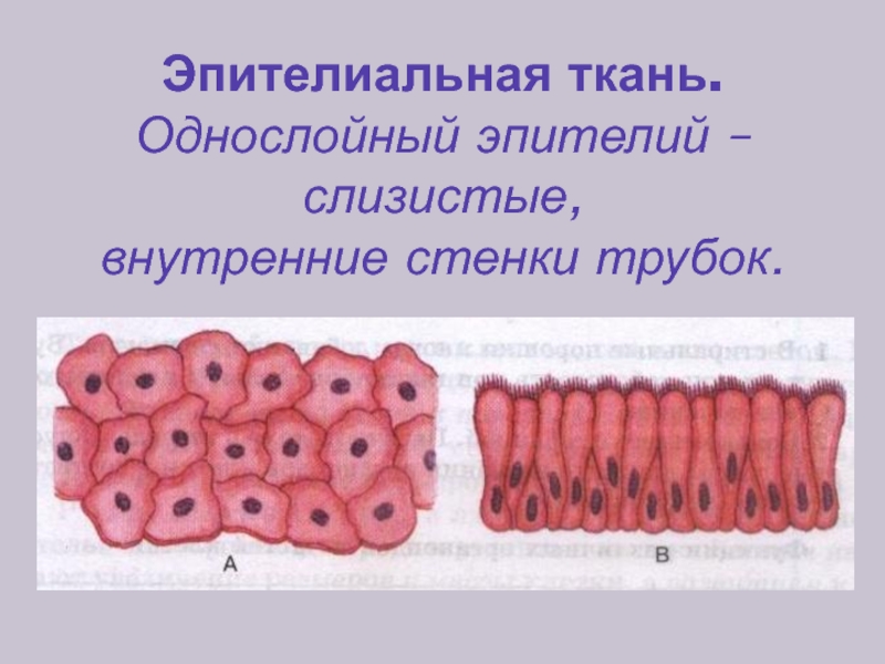 Ткани человека презентация 8 класс биология