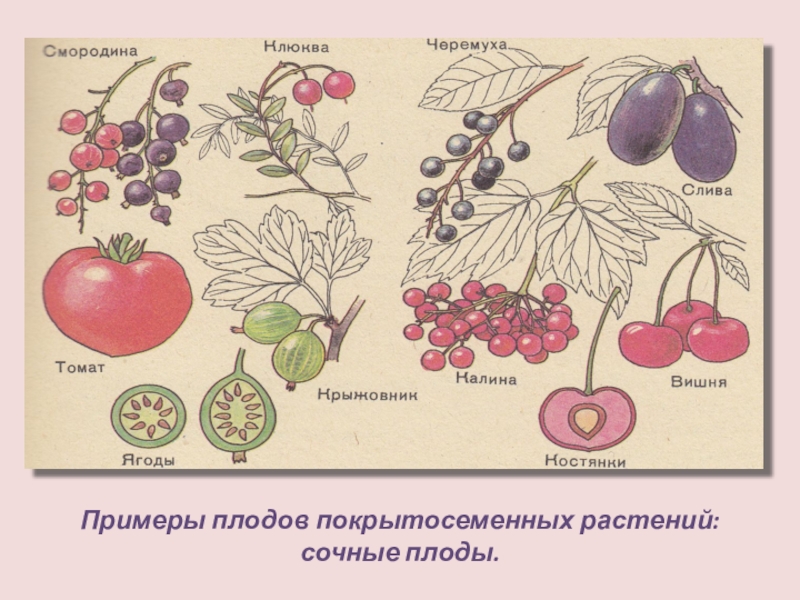 Покрытосеменные цветок и плод. Плоды покрытосеменных растений. Сочные плоды цветковых растений. Плоды цветков растений. Плоды растений примеры.