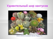 Удивительный мир кактусов