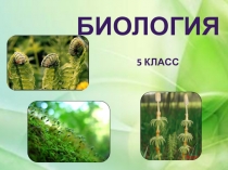 Презентация по биологи на тему ХВОЩИ. ПЛАУНЫ. ПАПОРОТНИКИ.