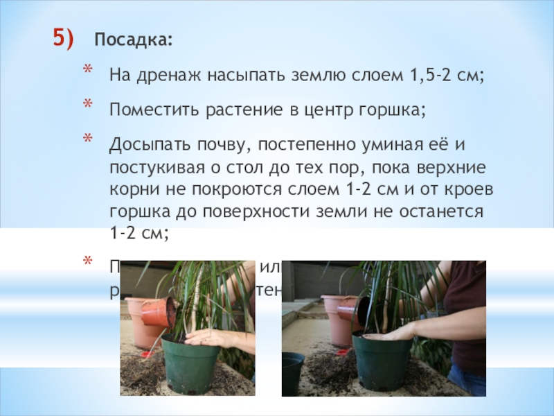 Посадка:На дренаж насыпать землю слоем 1,5-2 см;Поместить растение в центр горшка;Досыпать почву, постепенно уминая её и постукивая