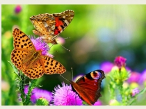 Презентация по биологии на тему Выделение (6 класс)