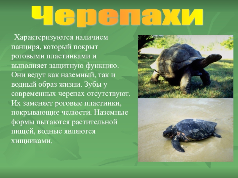 китовый ус синего кита. челюсти покрыты роговыми пластинами у. у кого челюсти покрыты роговыми пластинами. клюв утки цедильный аппарат. цедильный аппарат гуся.