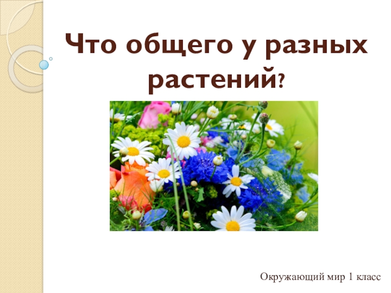 Презентация 1 класс окружающий мир что общего у разных растений 1 класс