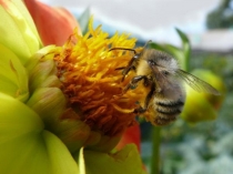 Презентация по биологии на темуБиотические связи в природе(9класс)