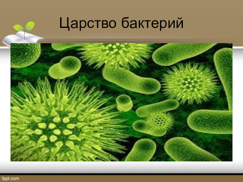 Характеристика царства бактерий 5 класс биология презентация