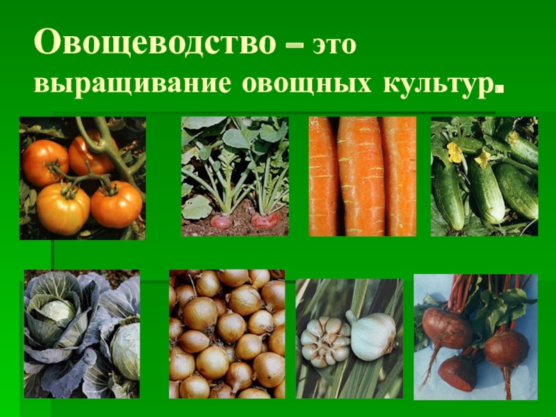 Овощные культуры для юга