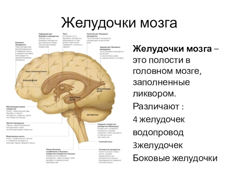 Средний мозг желудочек. Желудочки головного мозга строение. 3 Желудочек головного мозга анатомия. Желудочки мозга анатомия функции. Боковые желудочки головного мозга функции.
