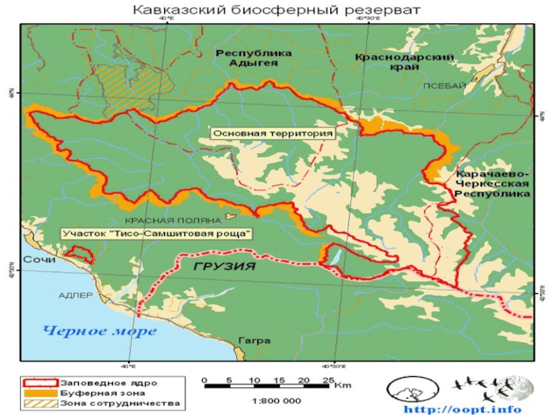 Кавказский заповедник проект