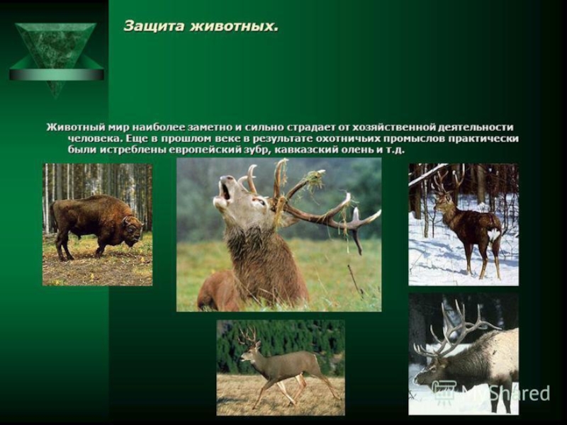 Охрана животных 2 класс человек и мир. Растительный и животный мир России. Охотничье-промысловые животные. Охрана видов животных и растений.
