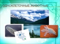 Презентация к уроку биологии Одноклеточные животные 5 класс