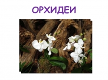 Презентация Предварительная работа по изобразительной деятельности с детьми подготовительной группы Рисуем орхидею Тема: Комнатные растения.