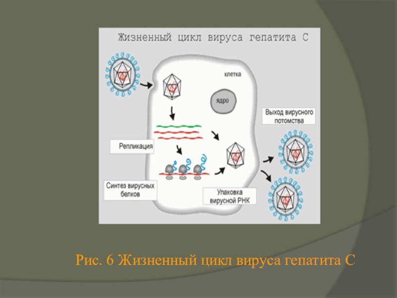 Последовательность жизненного цикла вирусов. Этапы жизненного цикла вируса. Схема жизненного цикла вируса гриппа. Жизненный цикл вируса гепатита с.