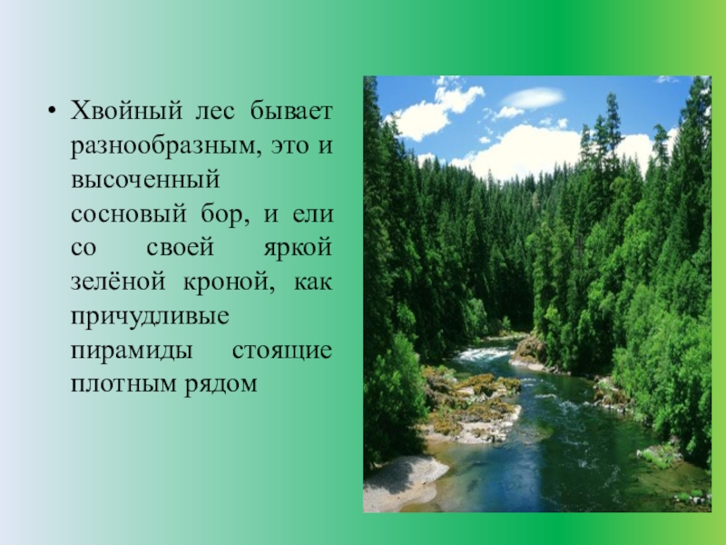 Хвойный лес состоит из. Лес для презентации. Хвойные леса презентация. Хвойные леса доклад. Хвойный лес для презентации.