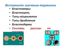 Презентация по биологии на тему Гаструляция 10 класс