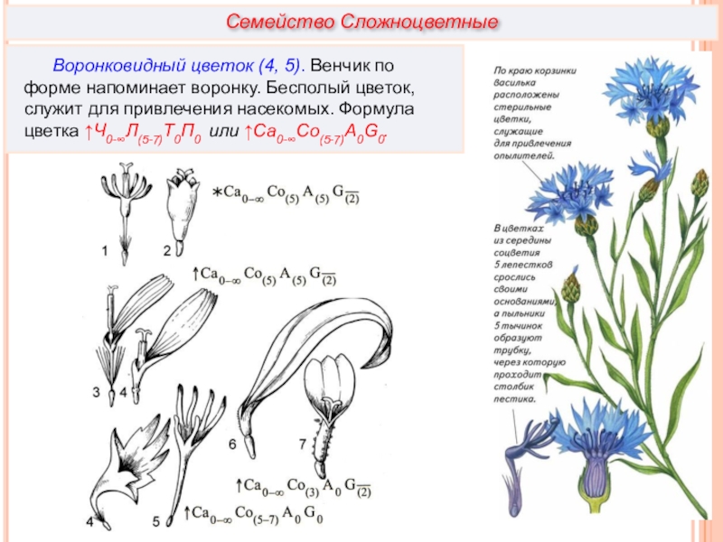 Сложноцветные формула и диаграмма. Сложноцветные воронковидные. Формула воронковидного цветка василька. Семейство Сложноцветные строение. Семейство Сложноцветные строение цветка.