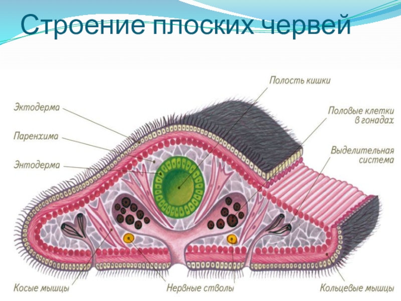 Полость тела плоских. Строение плоских червей. Внутреннее строение плоские черви 7 класс. Плоские черви строение ЕГЭ. Строение плоскихьчервей.