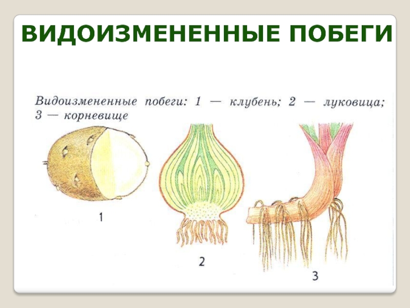 Подземный видоизмененный многолетний побег корневище изображен на рисунке