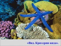 Презентация_ Вид. 11 класс