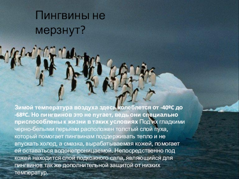 Пингвины не мерзнут?Зимой температура воздуха здесь колеблется от -40ºC до -68ºC. Но пингвинов это не пугает, ведь