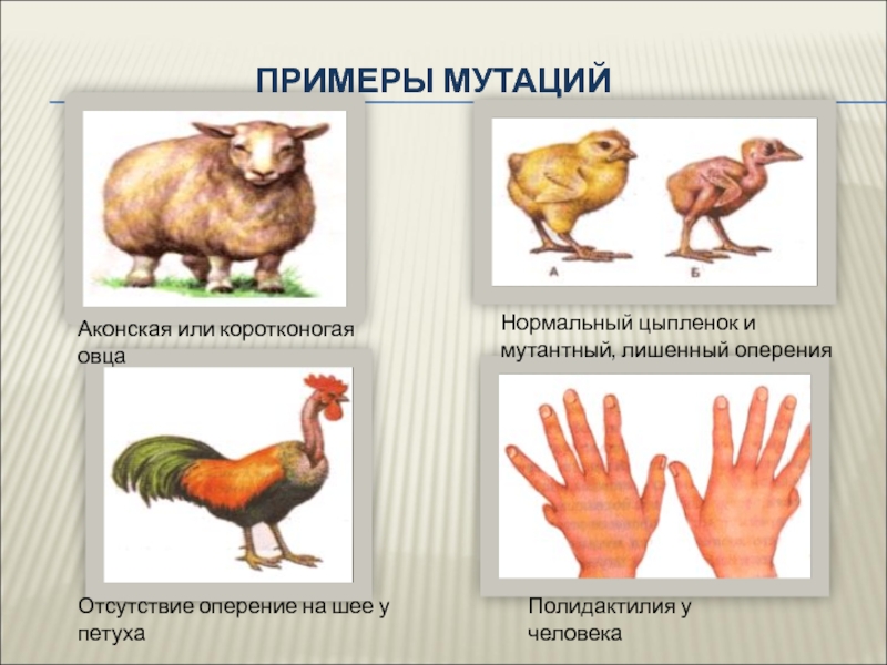 Презентация на тему изменчивость 10 класс биология