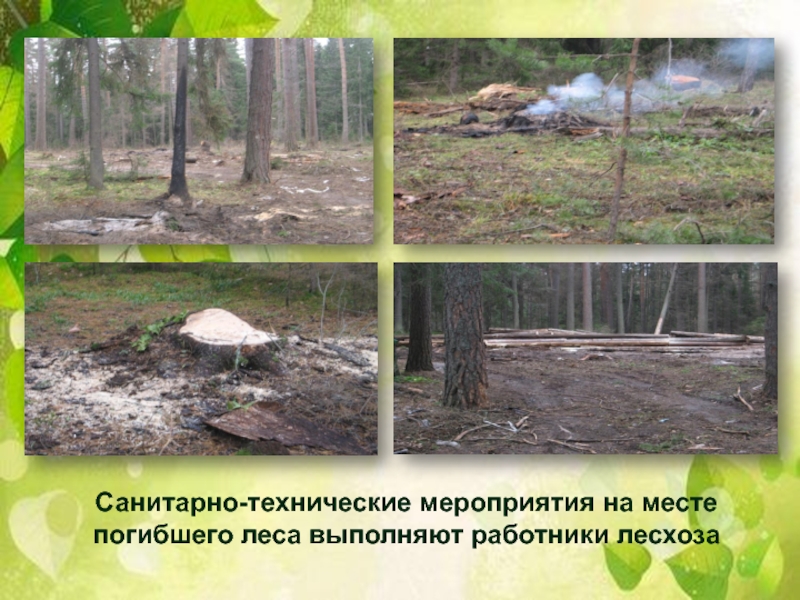 Санитарно-технические мероприятия на месте погибшего леса выполняют работники лесхоза