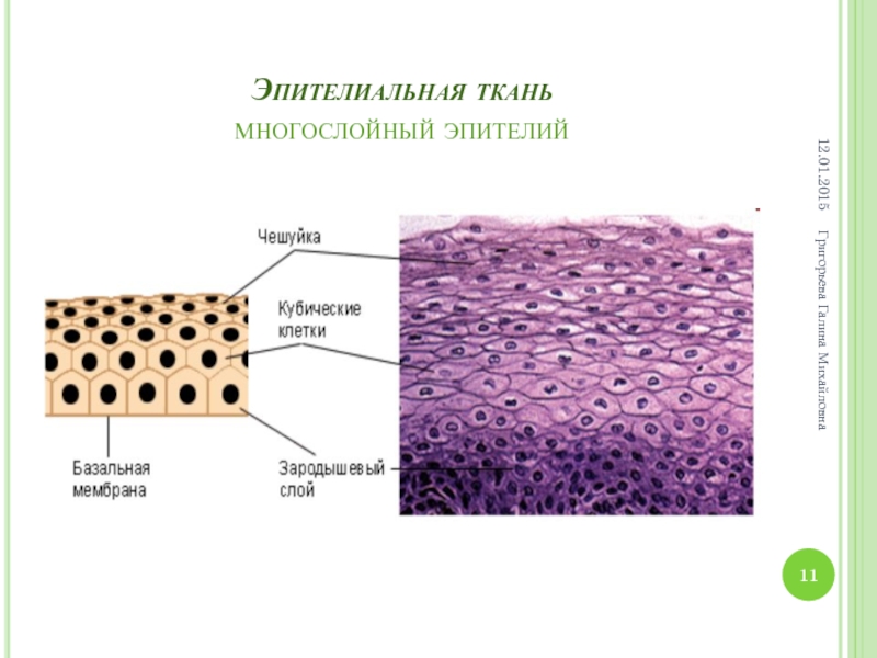 Эпителиальная ткань картинки