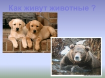 Презентация как живут животные 4 класс