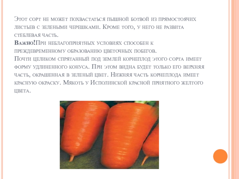 Сорт томата морковный фото и описание