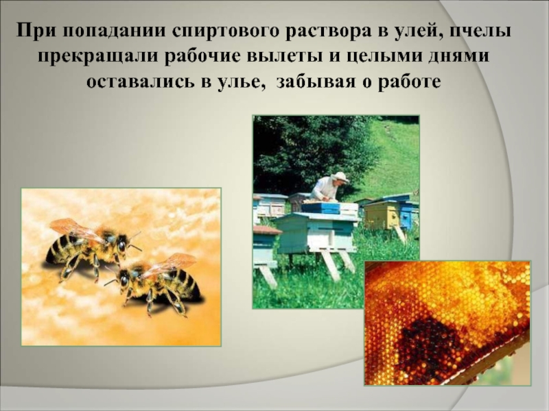 При попадании спиртового раствора в улей, пчелы прекращали рабочие вылеты и целыми днями оставались в улье, забывая